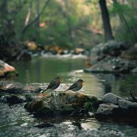 Binaural Nature and Creek Birds Meditation Harmony