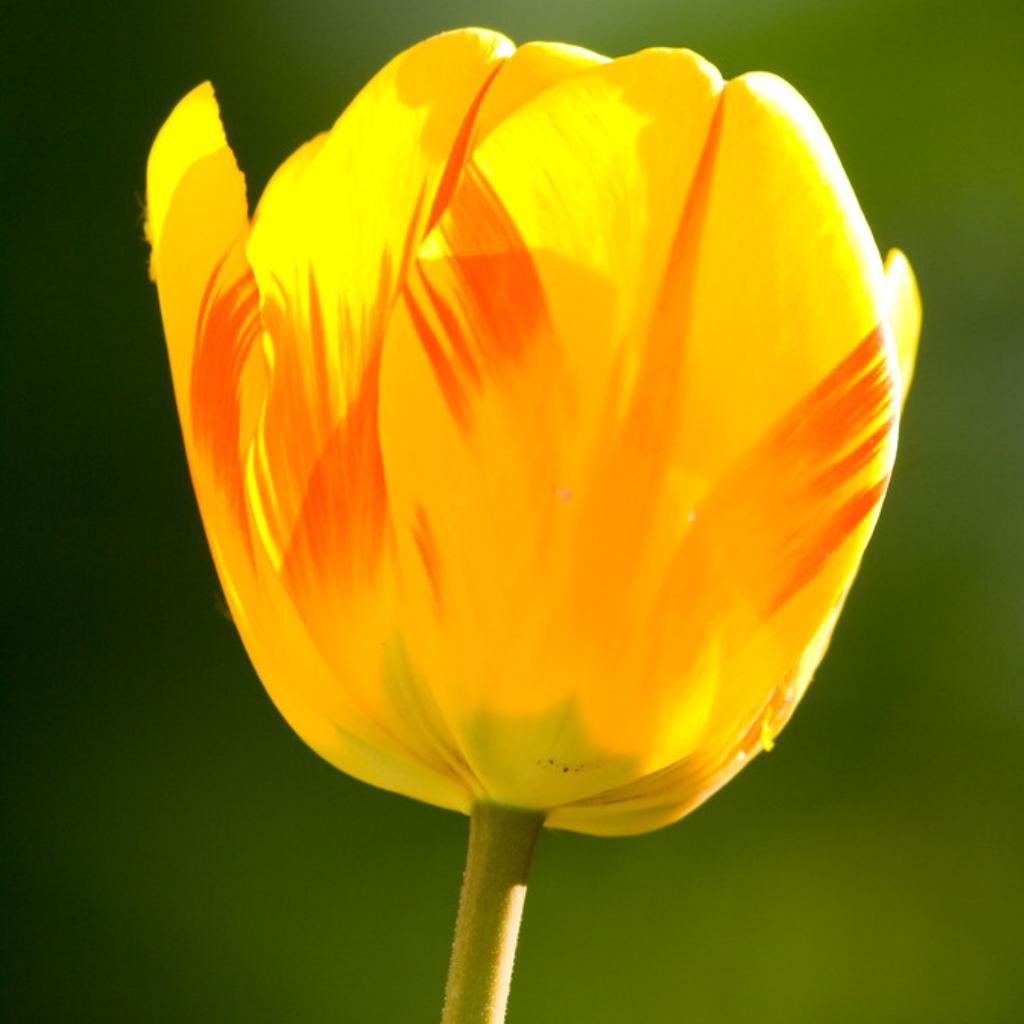 Тюльпан одиночный цветок
