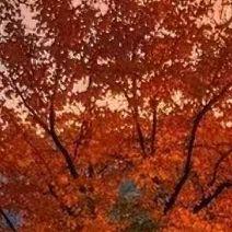 山楂树之恋DJ版封面