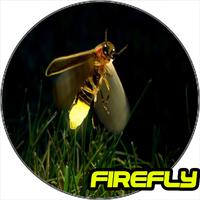 Firerfly