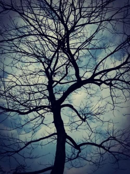 《无脚鸟-荆棘鸟》