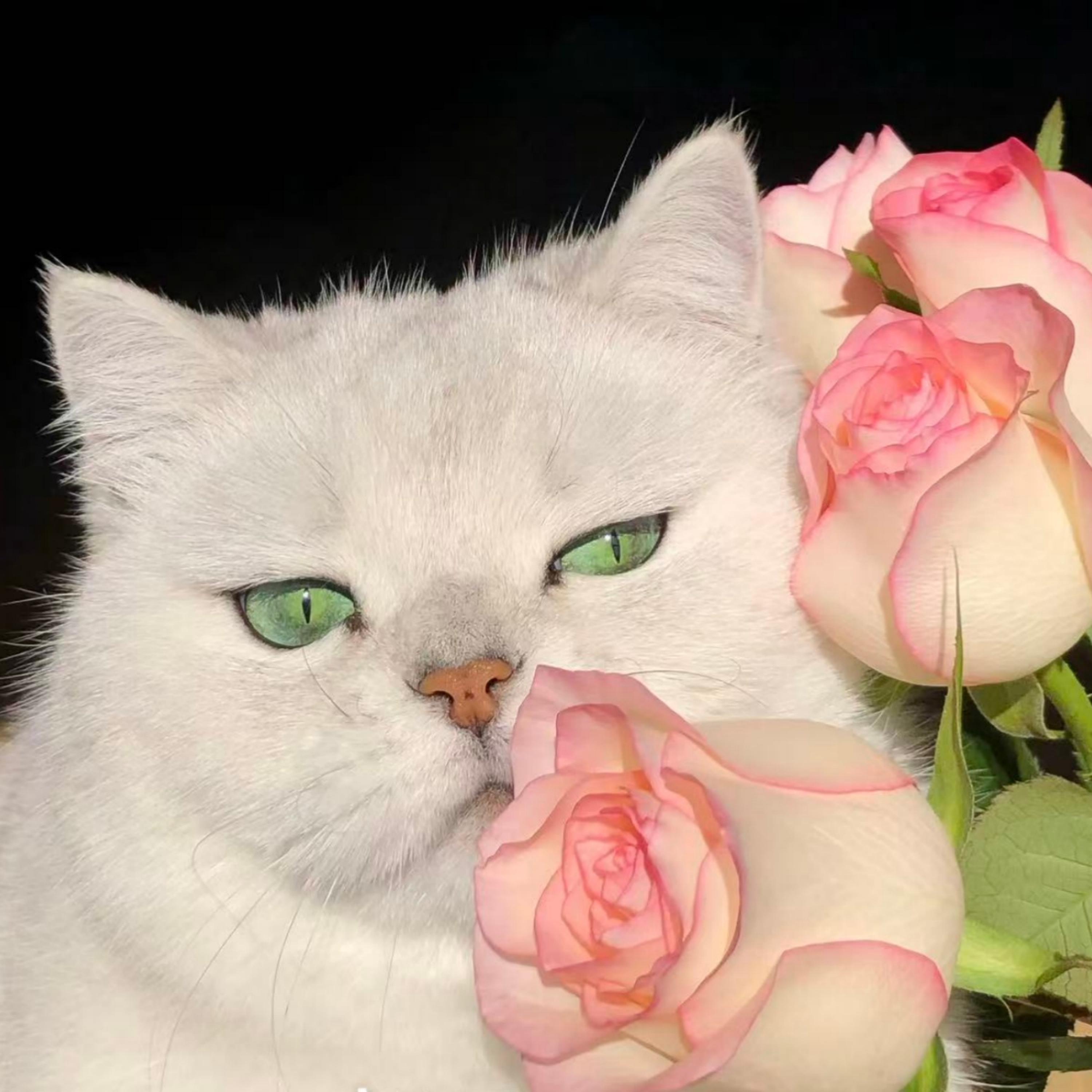 哈基米 - 咪雪冰城