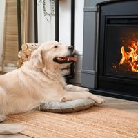 Tranquil Binaural: Nature's Fire in Melodic Dog Ambience