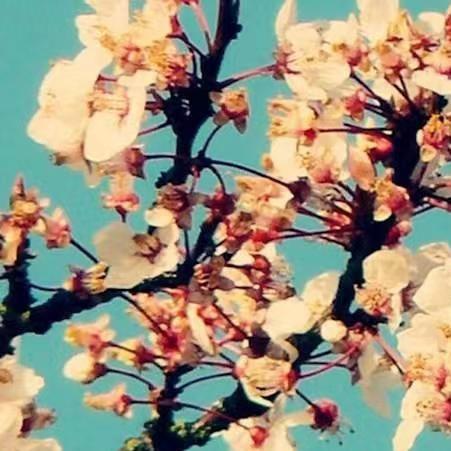 八方来财（Cover-VV13）