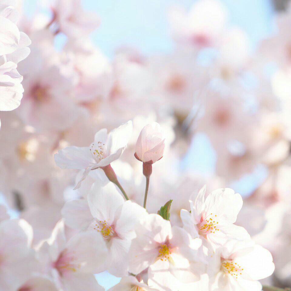 素鸢半暖画凉筝