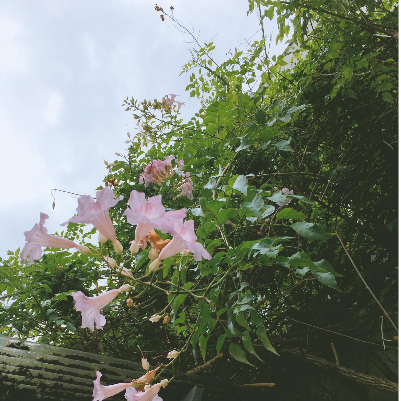 菩提偈封面