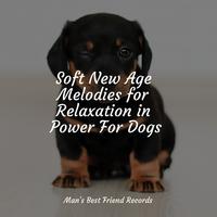 Soft New Age Melodies for Relaxation in Power For Dogs