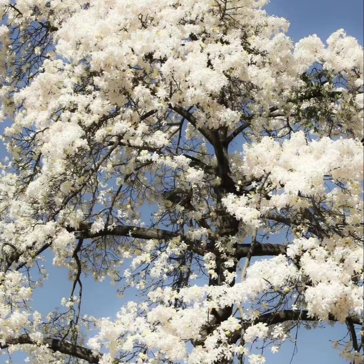 南山南（他说你任何为人称道的美丽）程嘻嘻