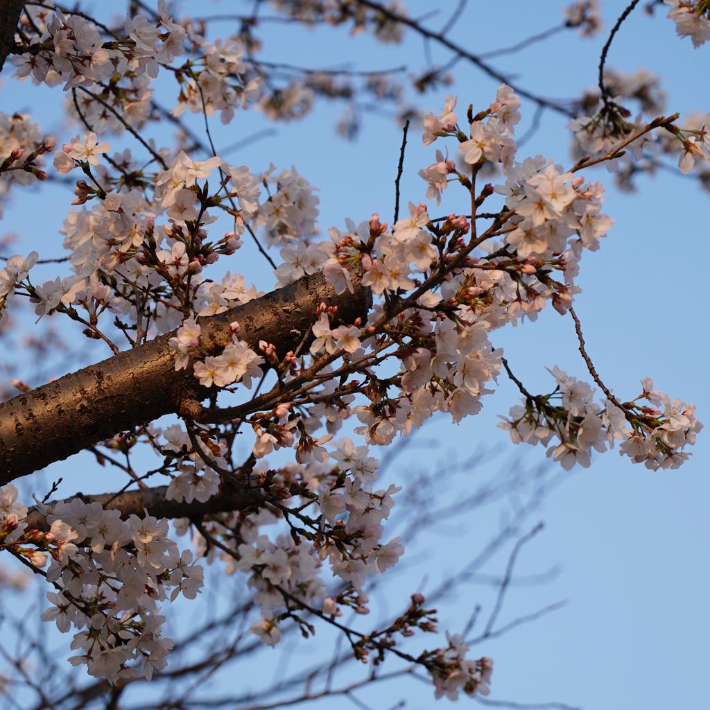 “Like a Feather”