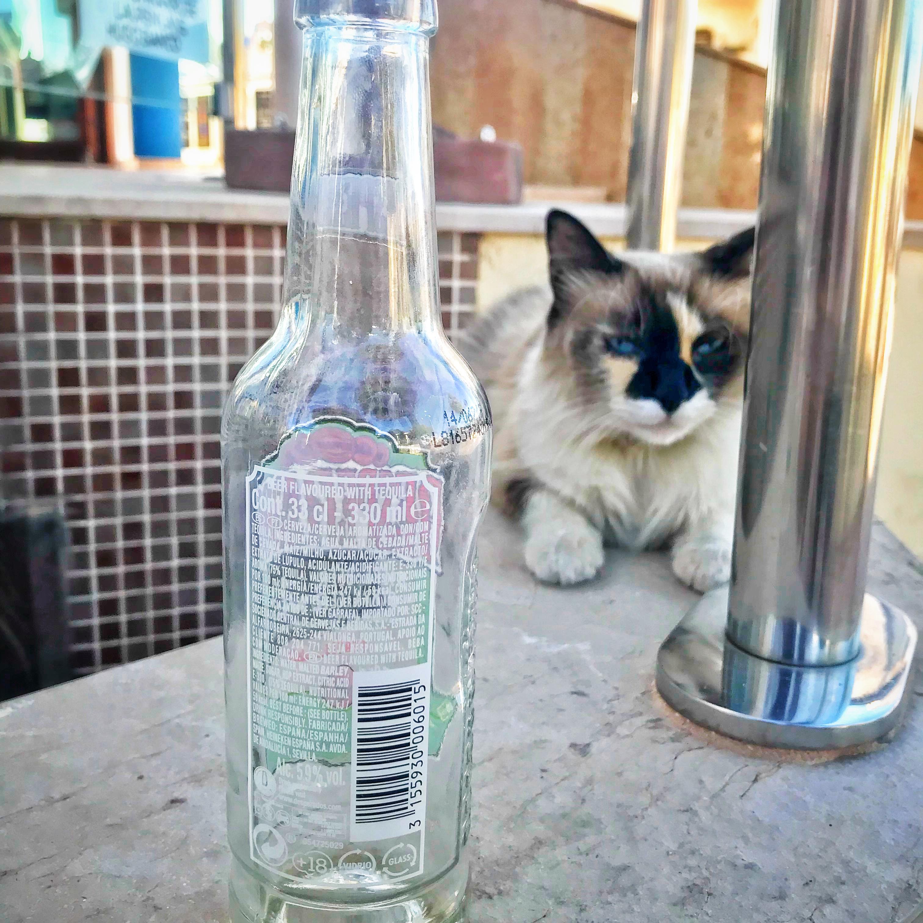 十月十四的你，夏日路边的空啤酒瓶和打瞌睡的猫封面