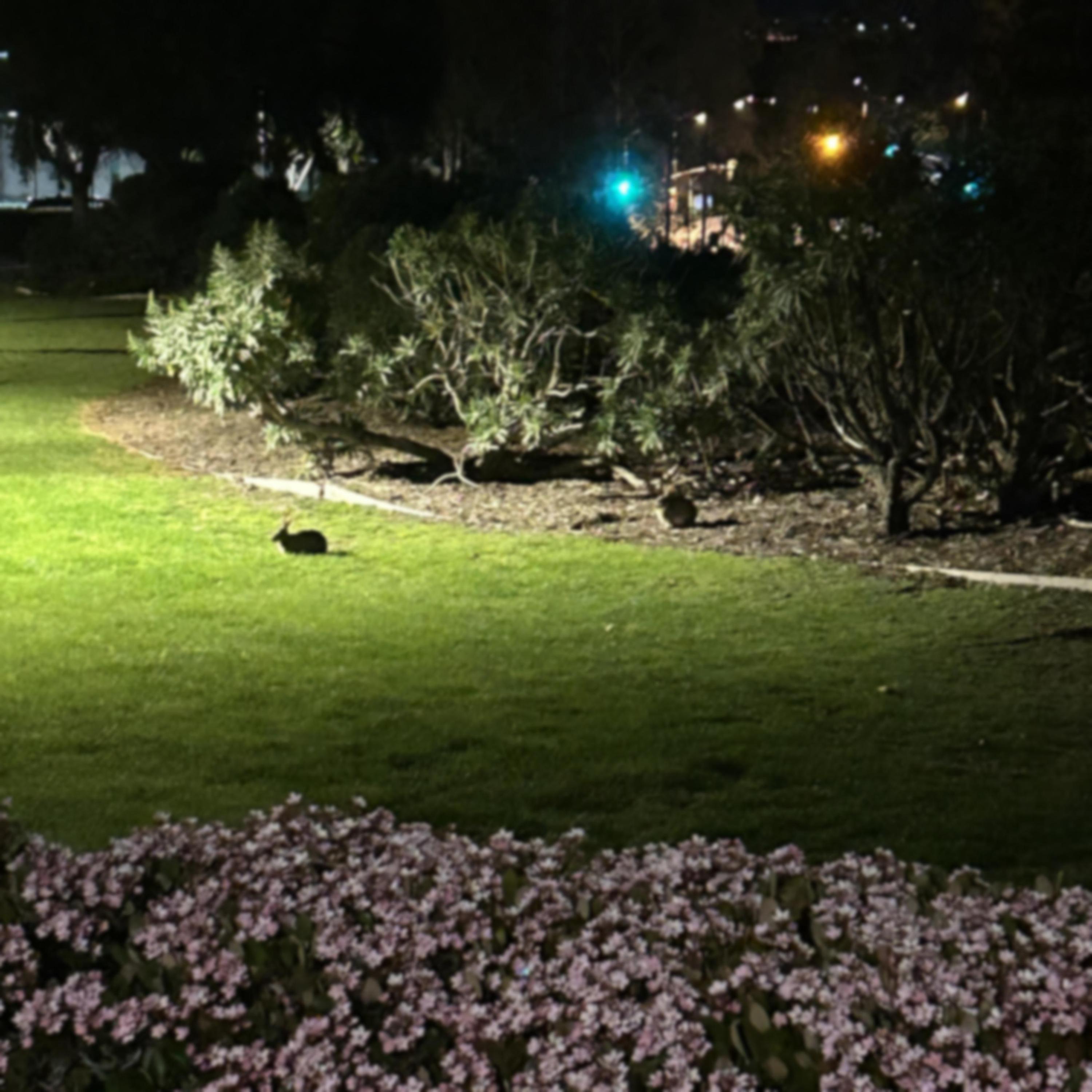 wht u wnt (feat. qlein)