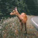 鹿鹿鹿鹿鹿-鹿-