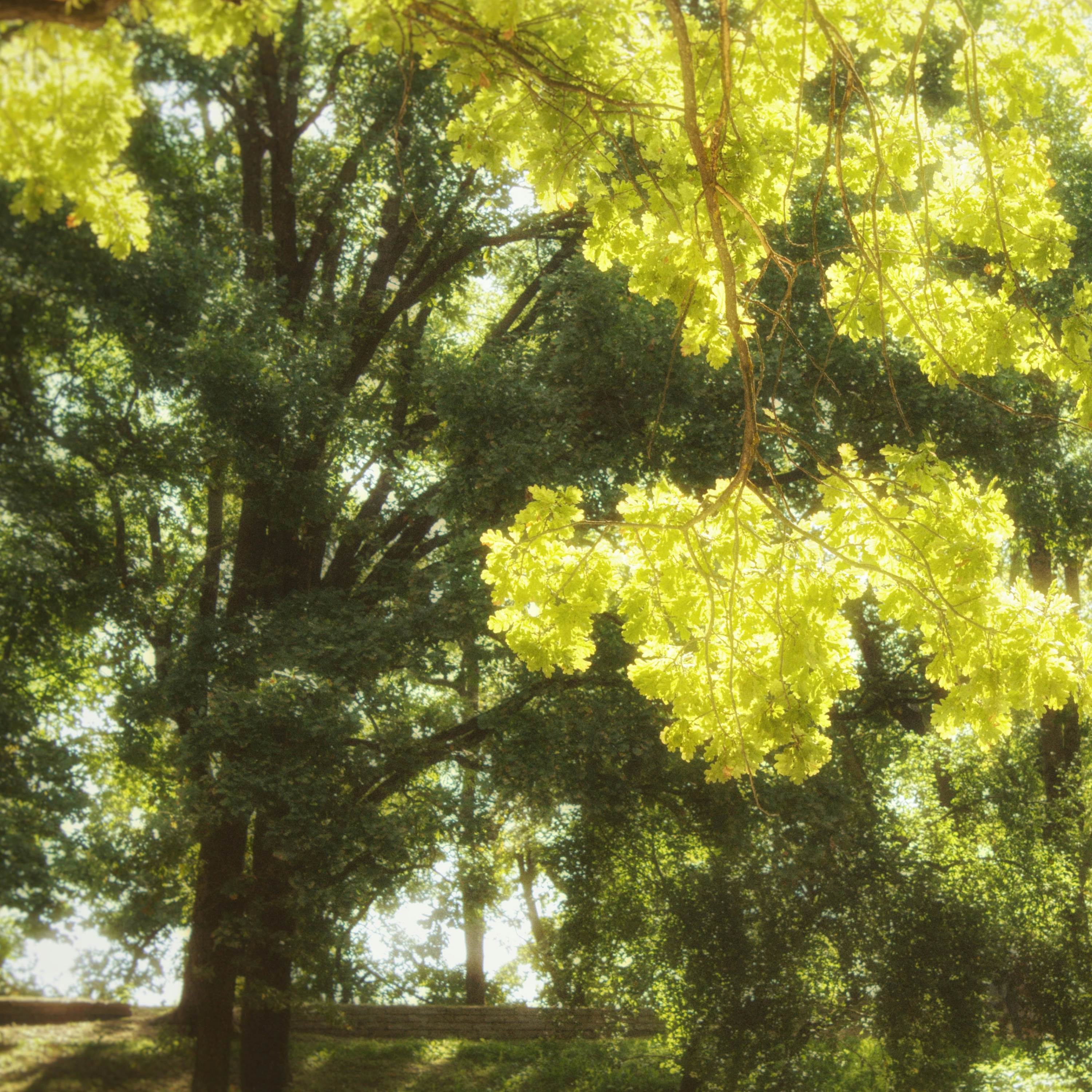 Bloom_Vincent Corver_Bloom | 在线播放_Bloom歌词_Bloom下载 | 网易云音乐