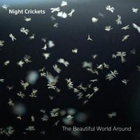 Night Crickets