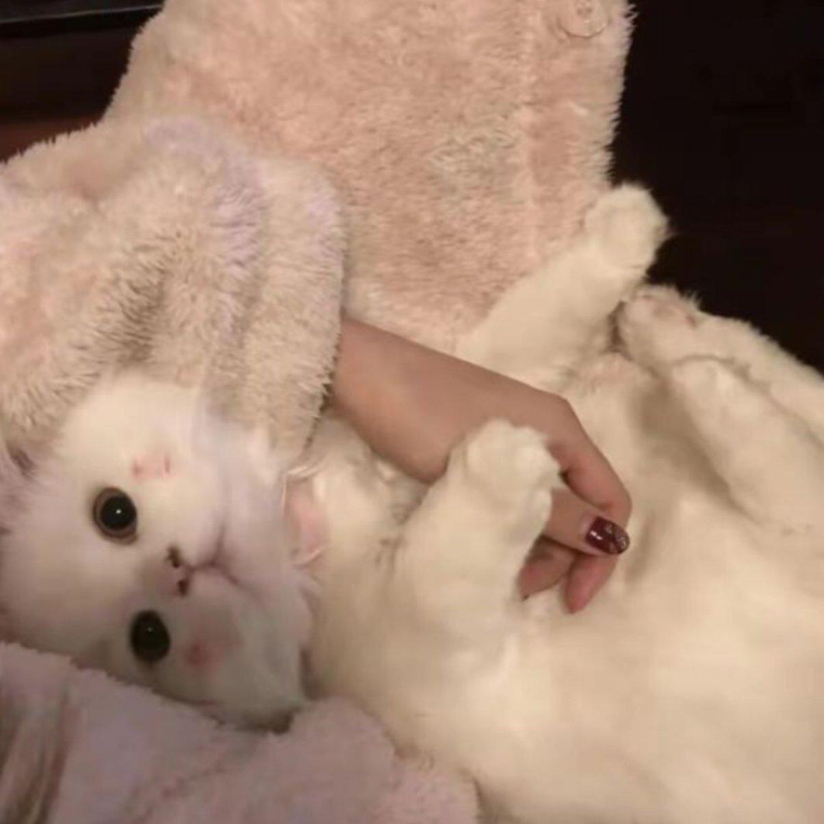 The symbol of Veronica