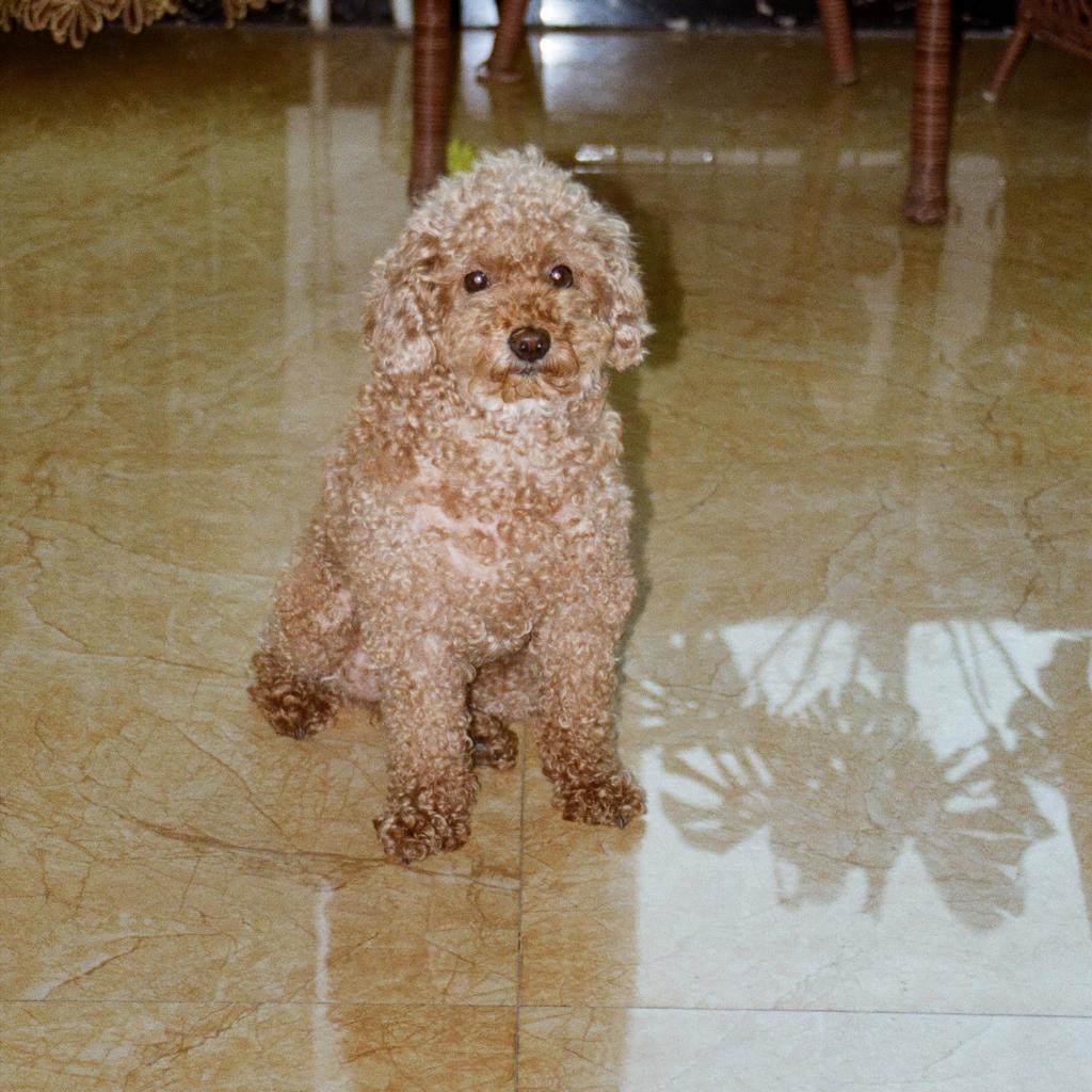 家用洗衣机小董