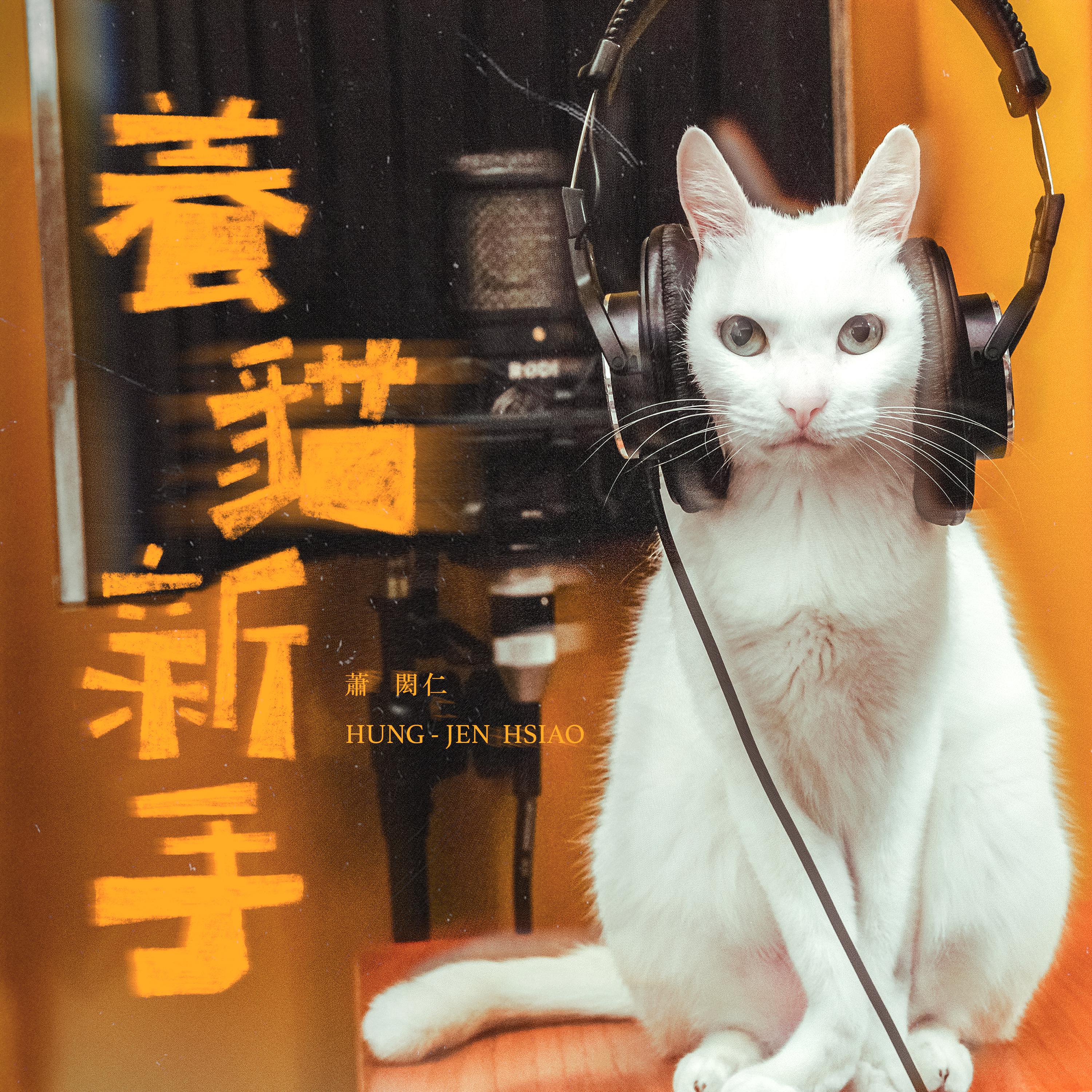 養貓新手