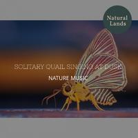 Solitary Quail Singing at Dusk - Nature Music