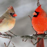 Birds In The Forest