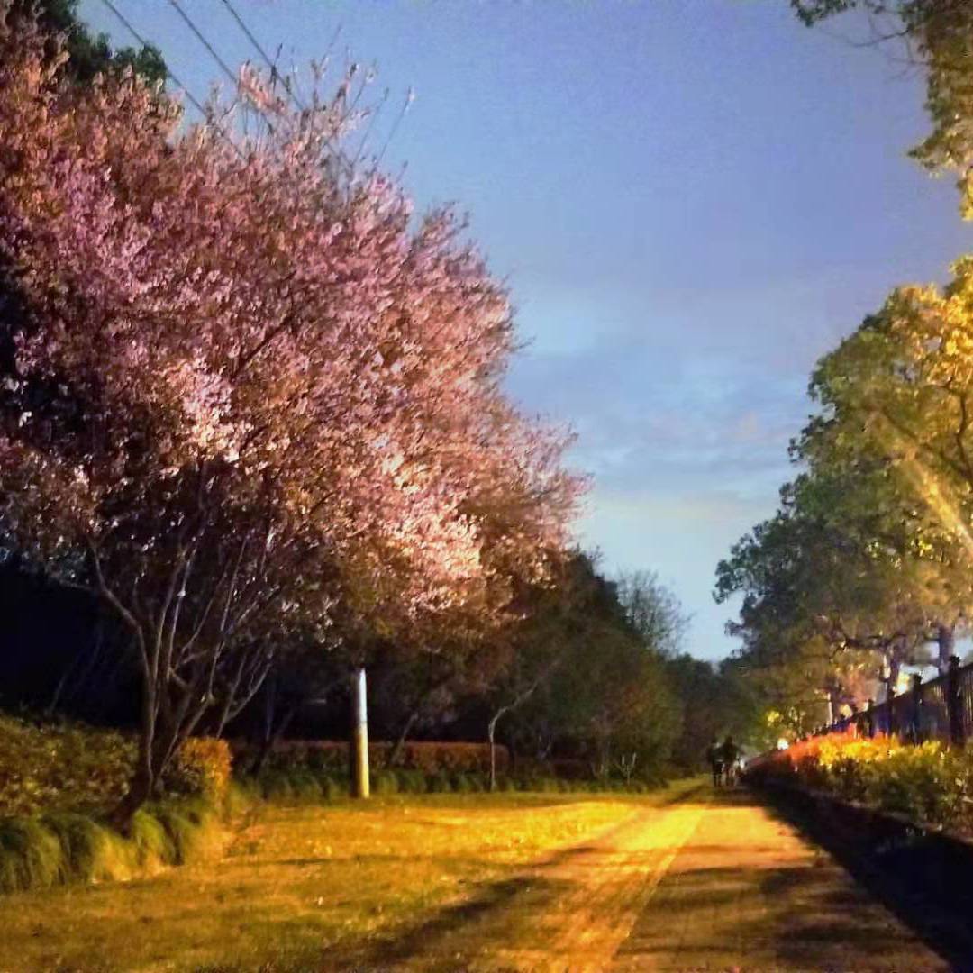 有时爱情徒有虚名 原唱：王菲封面