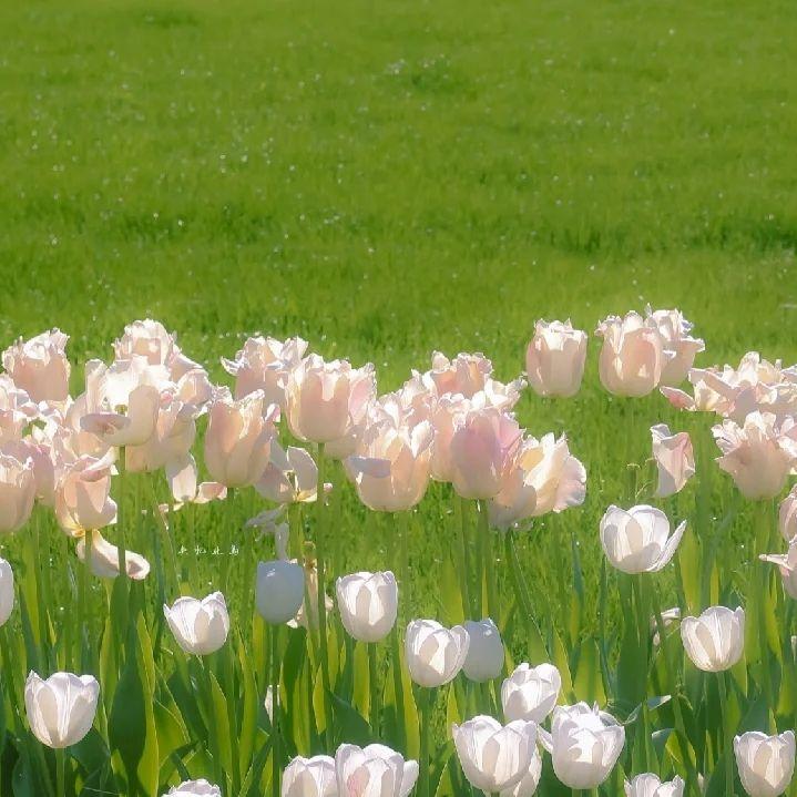 山花寻海树【和声版】