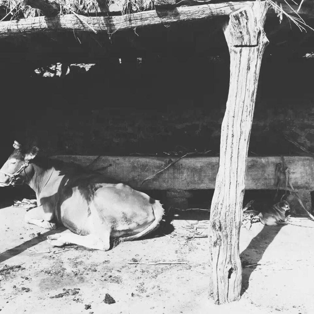 南征北战NZBZ征战南北