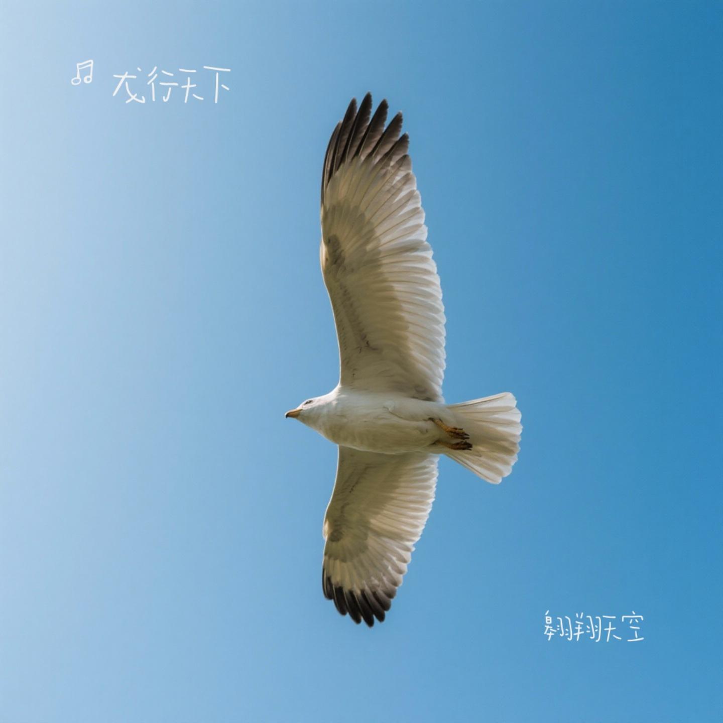 翱翔天空封面
