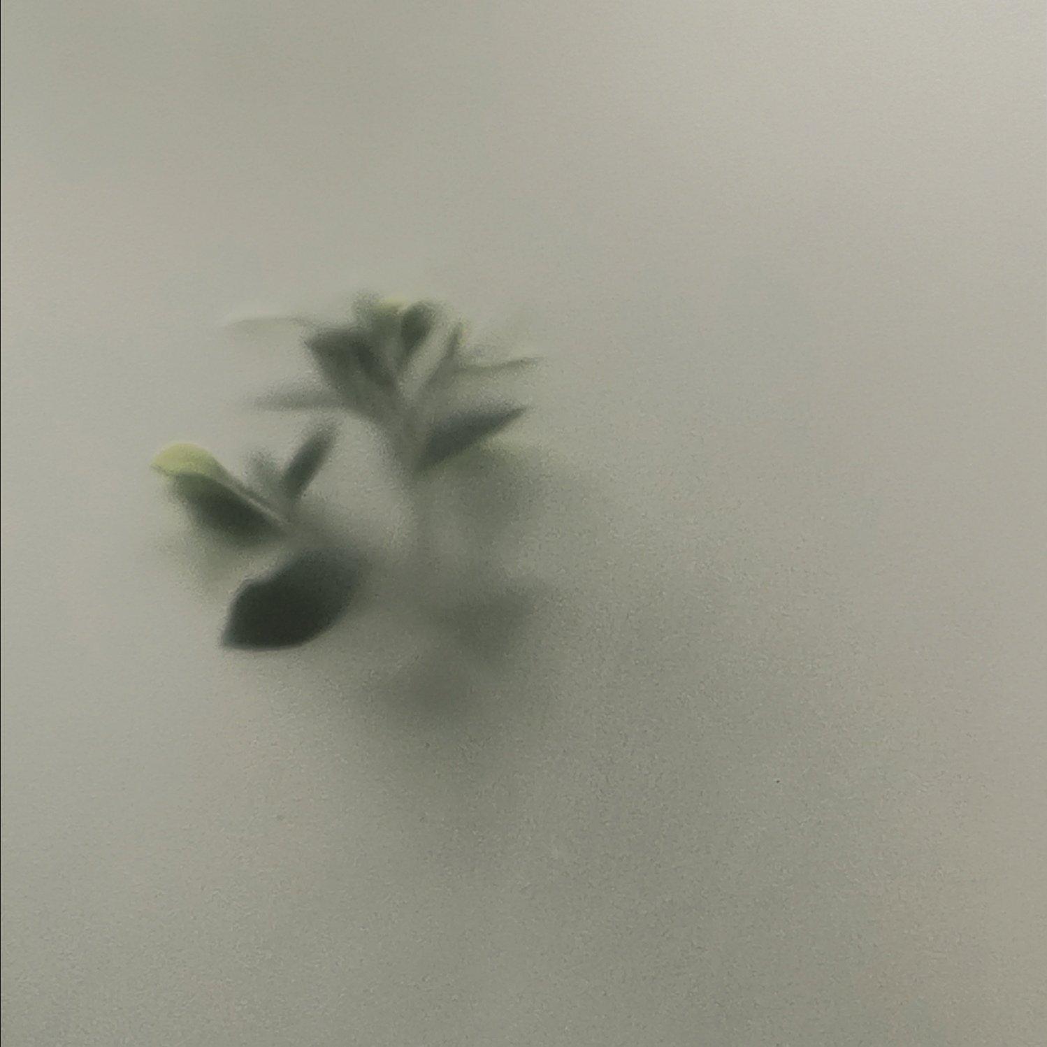 朝暮封面