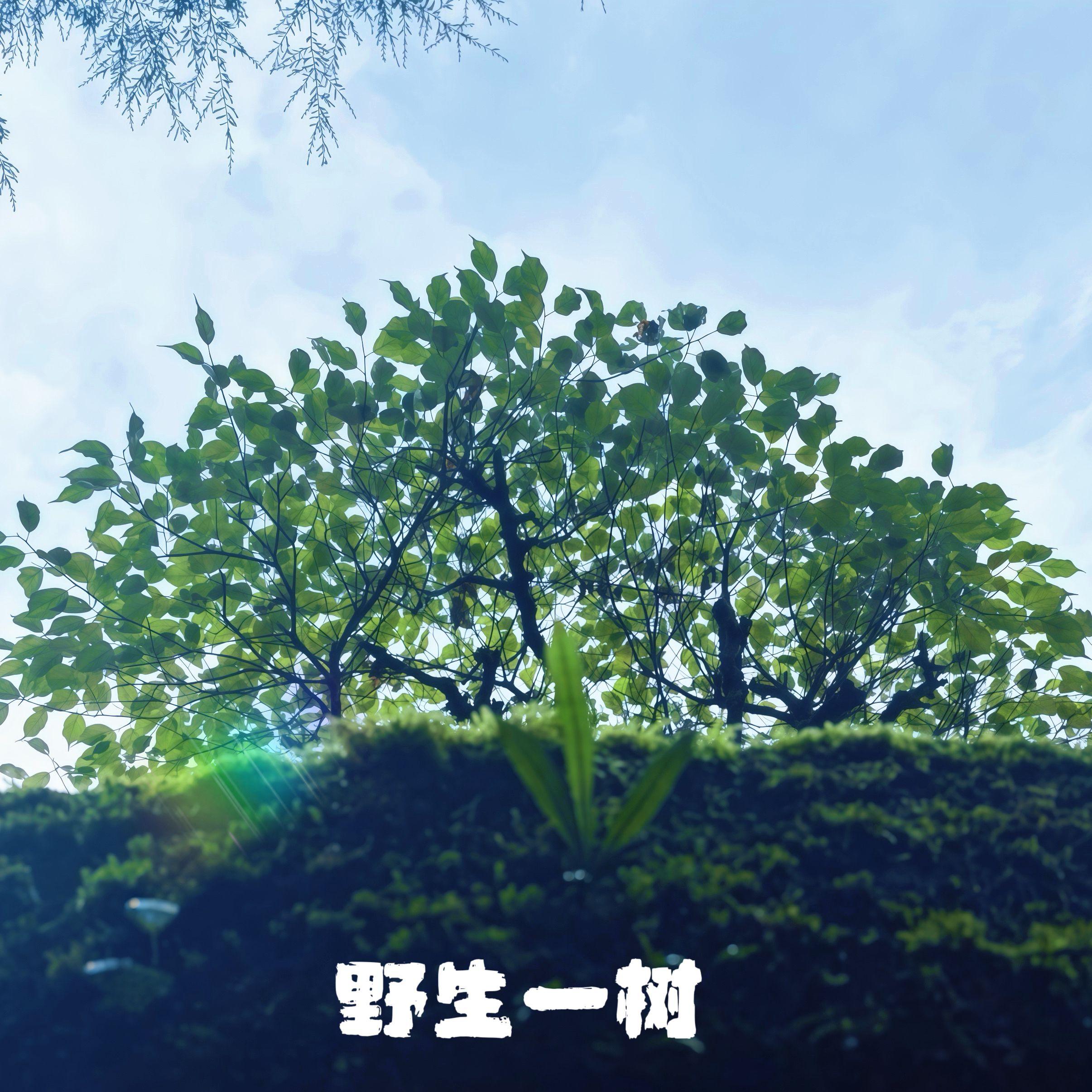 未完成的画封面