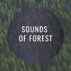 Chico Torres - Lost Direction (Forest Version)