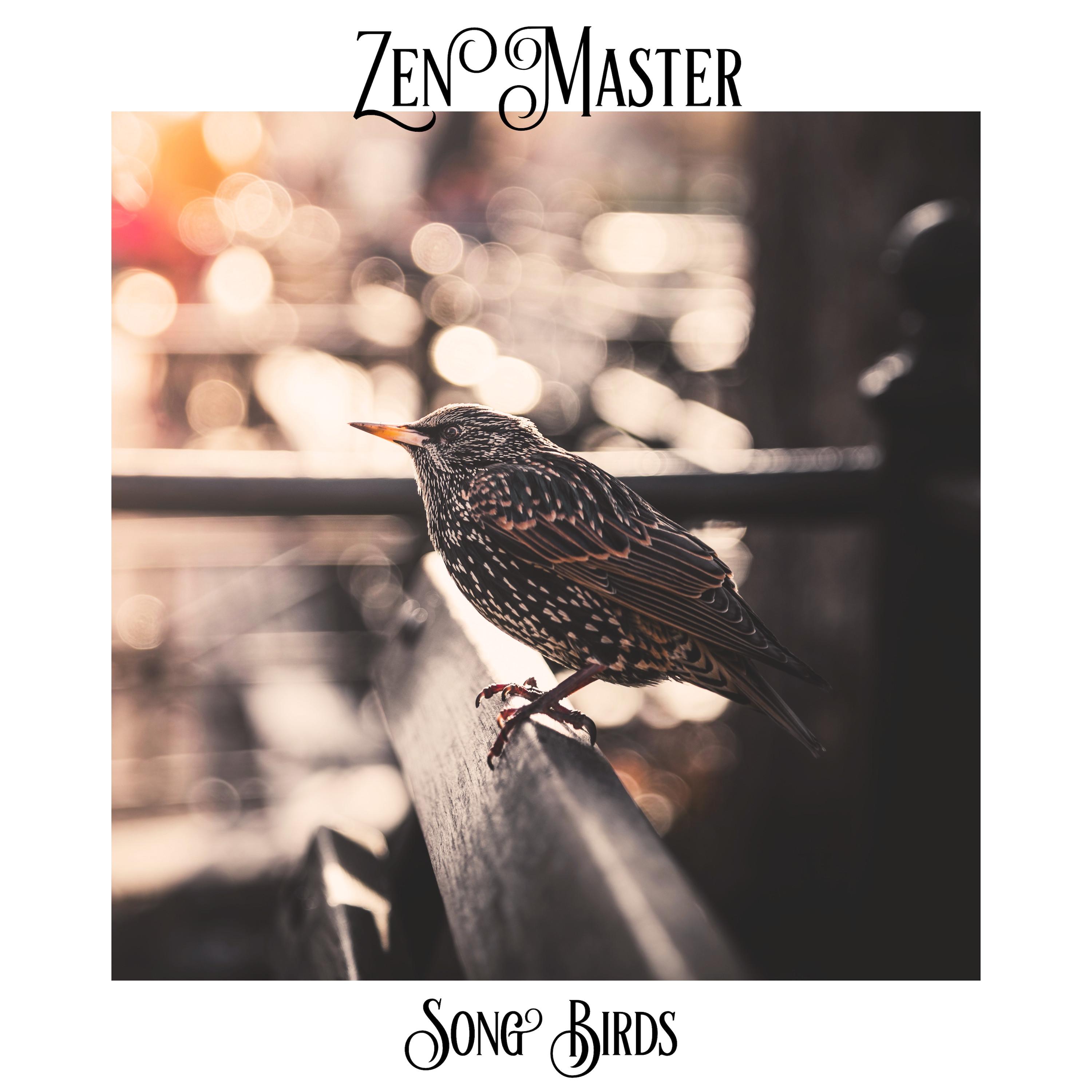 Birds & The Bees_Zen Master_Song Birds | 在线播放_Birds & The Bees歌词_Birds & The Bees下载 | 网易云音乐