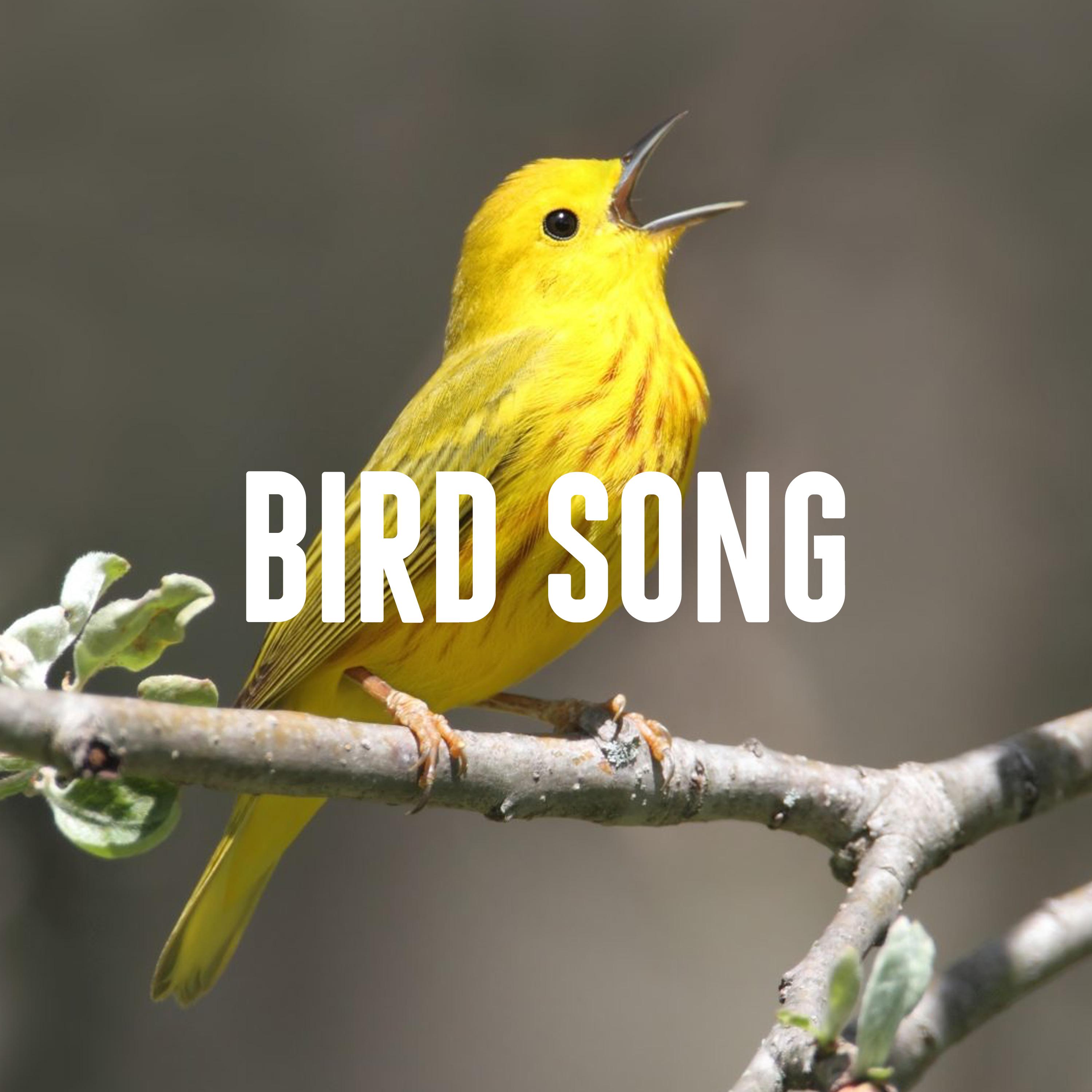 Bird Song