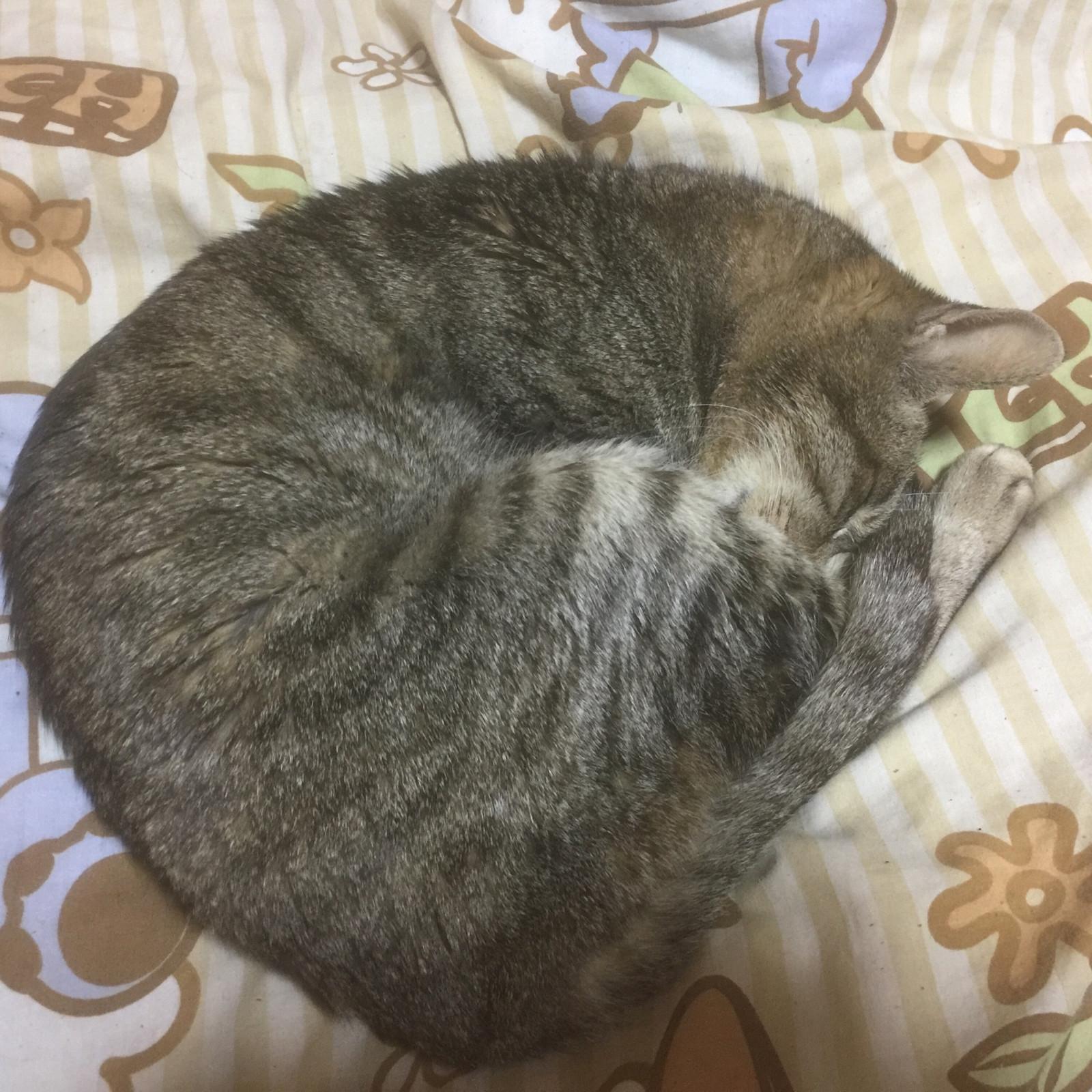 深呼吸サイクル (Instrumental)