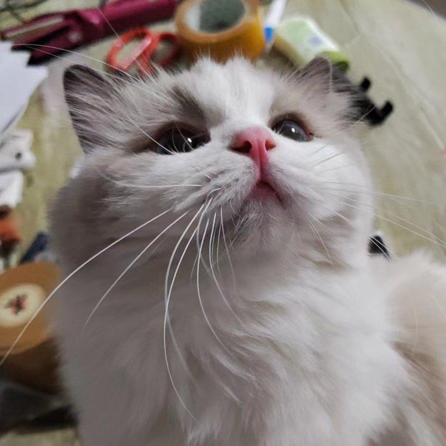 Wz平凡的向日葵