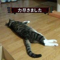 终极柠檬鱼资料,终极柠檬鱼最新歌曲,终极柠檬鱼MV视频,终极柠檬鱼音乐专辑,终极柠檬鱼好听的歌