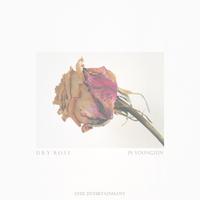 dry rose