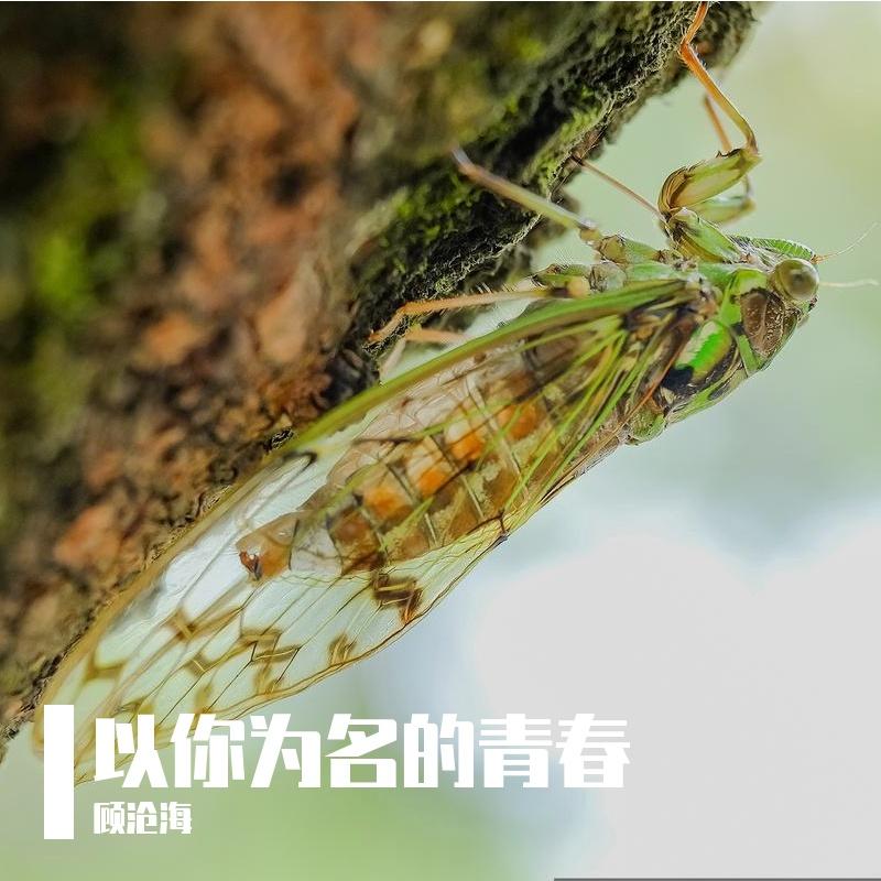 炊烟起处封面