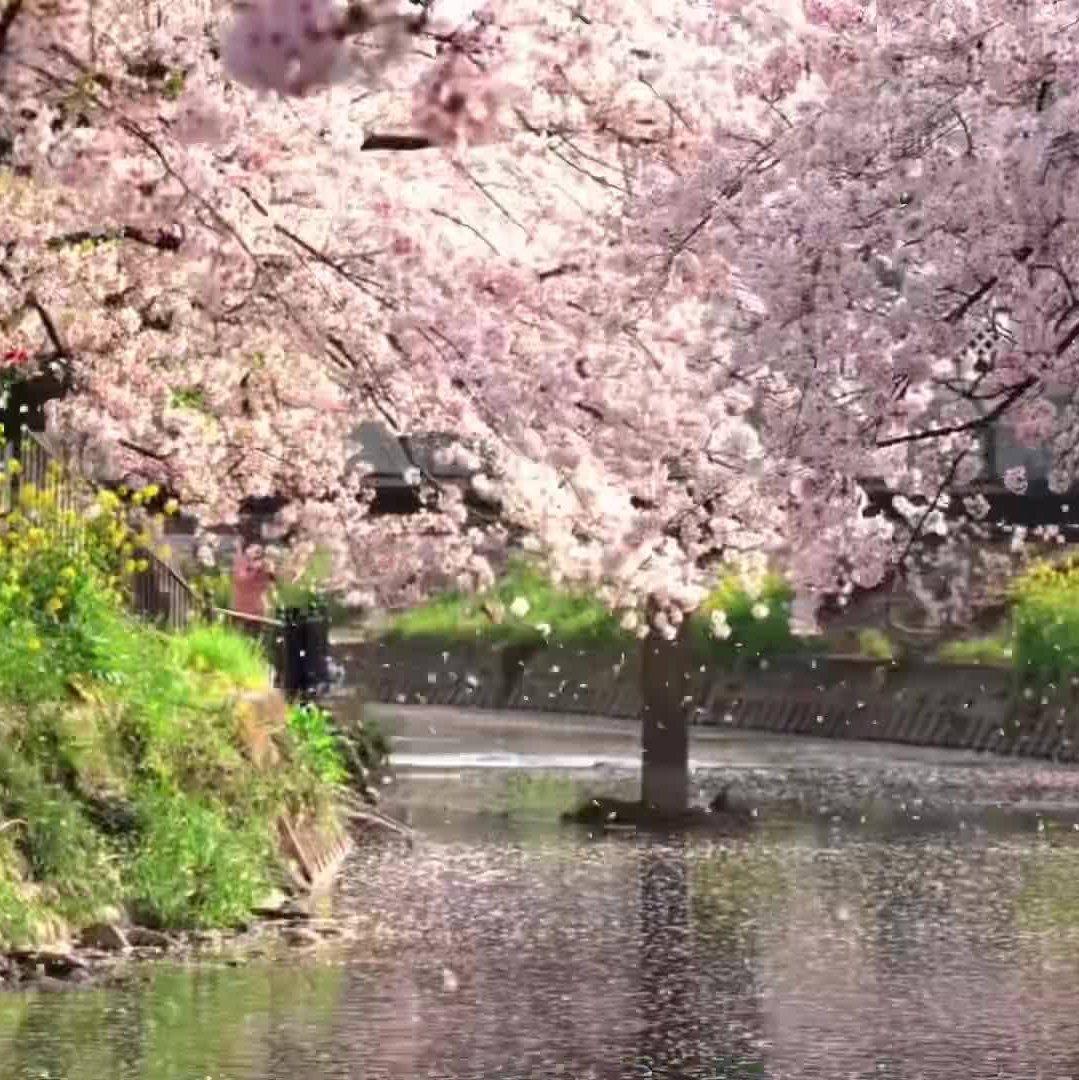 油纸伞封面