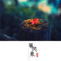 等风来