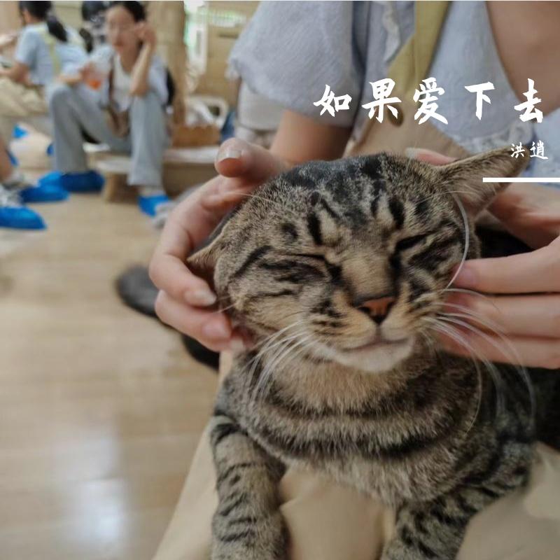 玦恋封面
