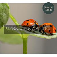 Upraise in Nature