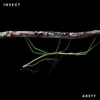 Insect
