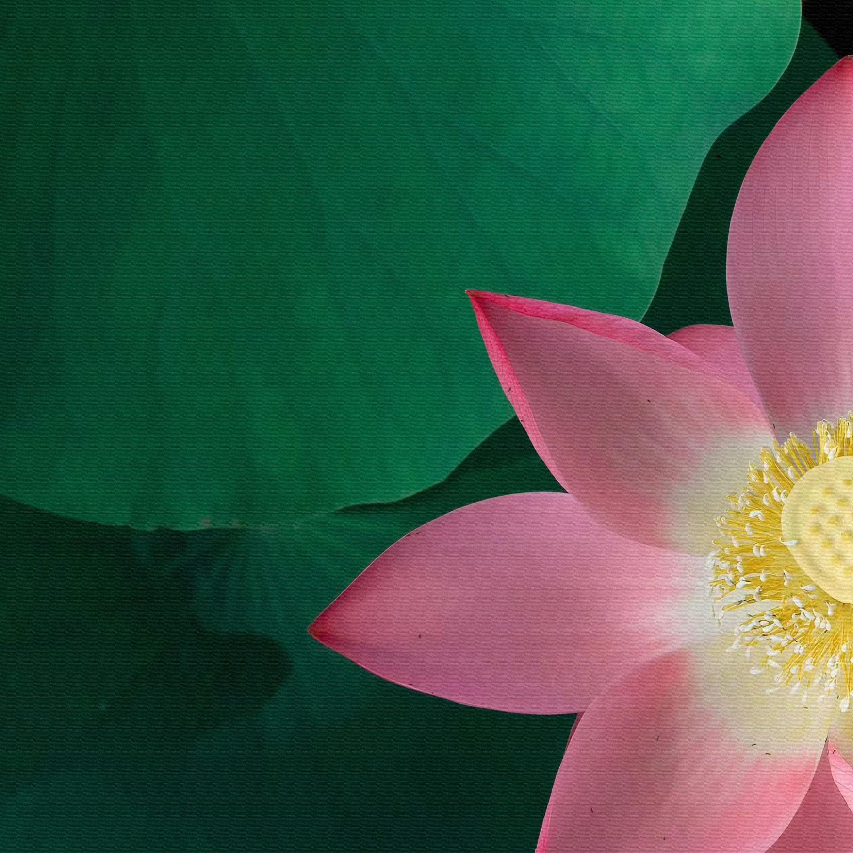 茉莉花 (琵琶纯音乐)