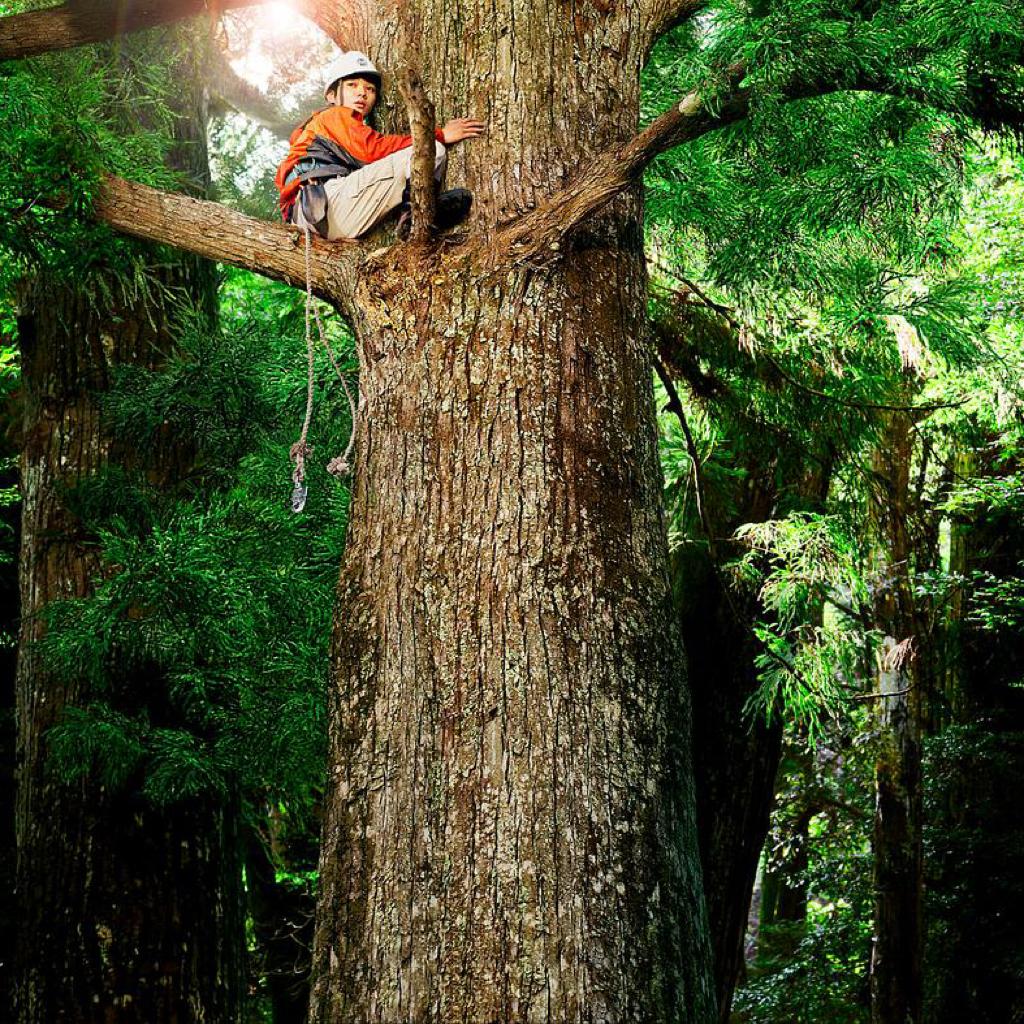 《哪啊哪啊神去村/WOOD JOB》 OST