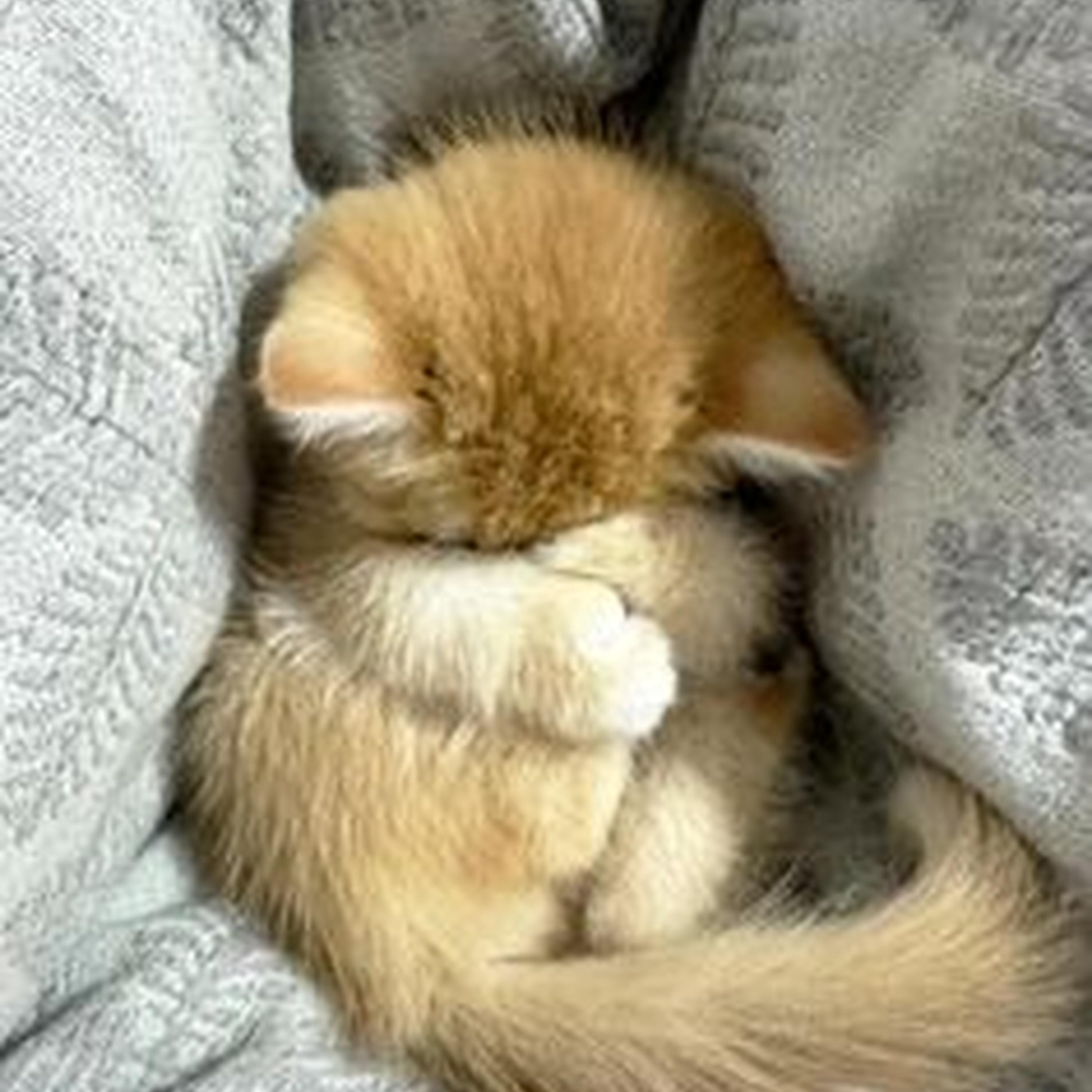 I Want You Back (slowed)