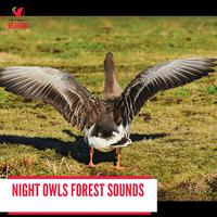 Night Owls Forest Sounds