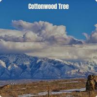 Cottonwood Tree