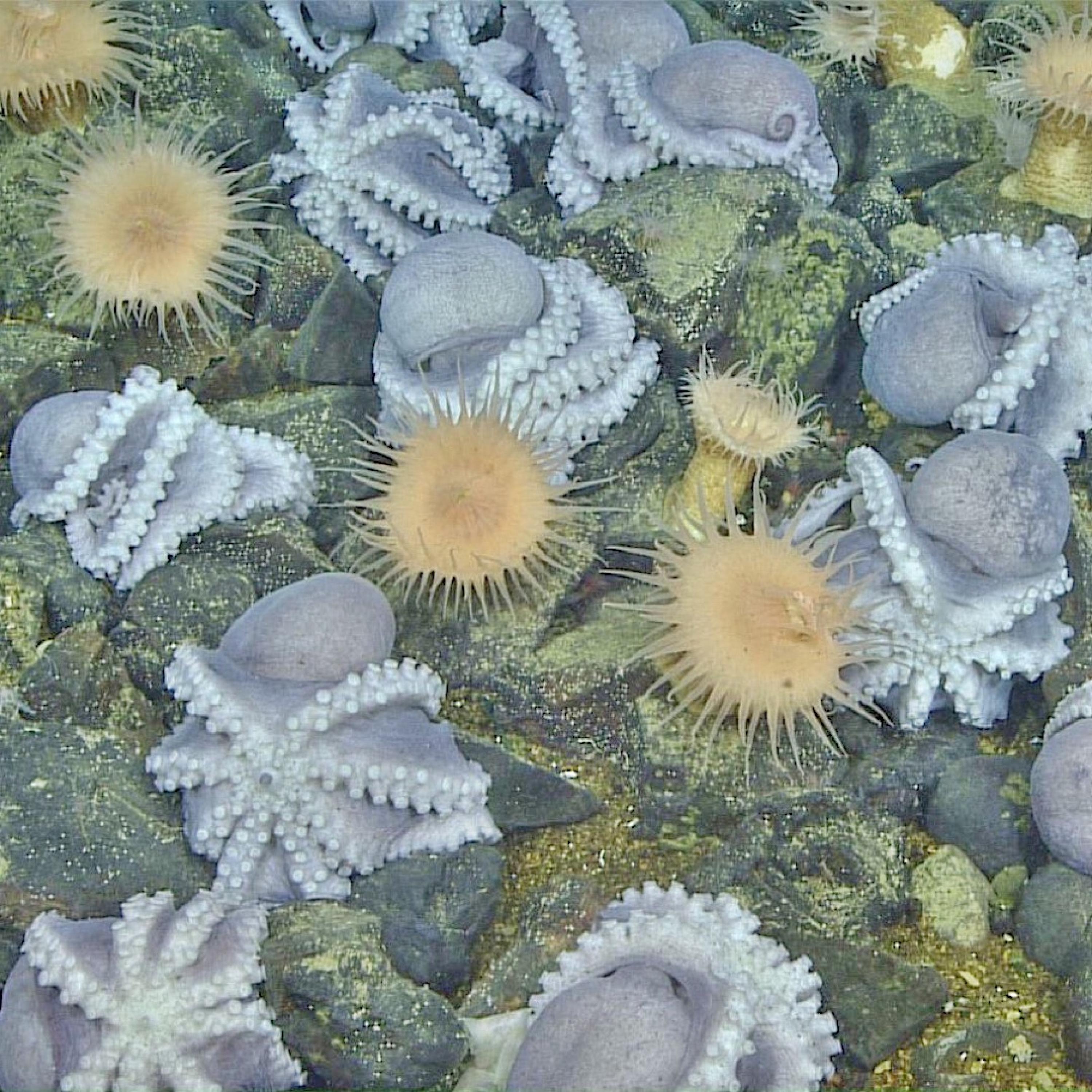 Collar Up (Radio Edit)