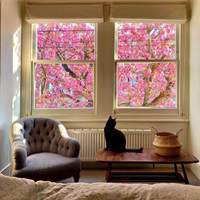 纯音 | 生命是一万次的春和景明