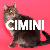 CIMINI